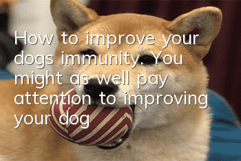 How to improve your dog’s immunity. You might as well pay attention to improving your dog’s immunity!