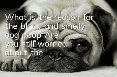 What is the reason for the black and smelly dog poop? Are you still worried about the black and smelly dog poop?