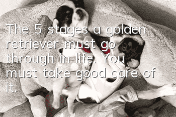 The 5 stages a golden retriever must go through in life. You must take good care of it.