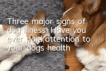 Three major signs of dog illness. Have you ever paid attention to your dog’s health?