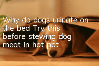 Why do dogs urinate on the bed? Try this before stewing dog meat in hot pot