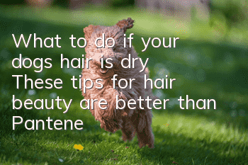 What to do if your dog’s hair is dry? These tips for hair beauty are better than Pantene