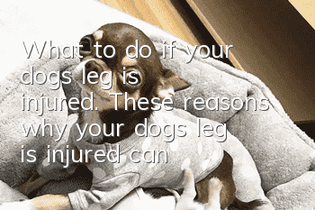 What to do if your dog’s leg is injured. These reasons why your dog’s leg is injured cannot be ignored!