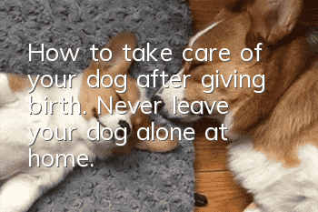 How to take care of your dog after giving birth. Never leave your dog alone at home.