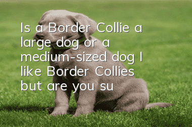 Is a Border Collie a large dog or a medium-sized dog? I like Border Collies but are you sure about them?