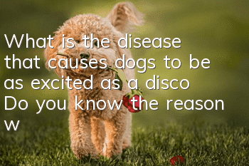 What is the disease that causes dogs to be as excited as a disco? Do you know the reason why a dog is as excited as a disco?