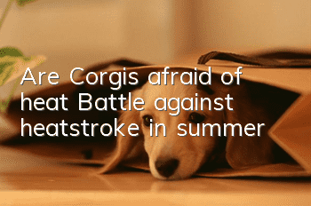 Are Corgis afraid of heat? Battle against heatstroke in summer
