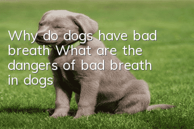 Why do dogs have bad breath? What are the dangers of bad breath in dogs?