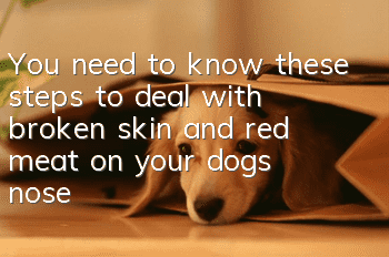 You need to know these steps to deal with broken skin and red meat on your dog’s nose