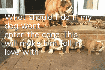 What should I do if my dog won’t enter the cage? This will make him fall in love with closing the door.