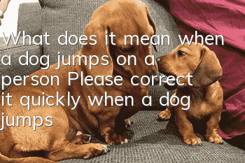 What does it mean when a dog jumps on a person? Please correct it quickly when a dog jumps on a person.