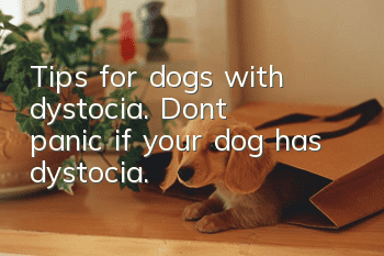 Tips for dogs with dystocia. Don’t panic if your dog has dystocia.