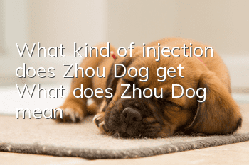 What kind of injection does Zhou Dog get? What does Zhou Dog mean?