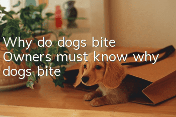 Why do dogs bite? Owners must know why dogs bite!