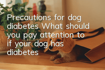 Precautions for dog diabetes What should you pay attention to if your dog has diabetes