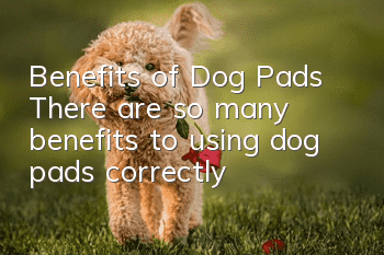 Benefits of Dog Pads There are so many benefits to using dog pads correctly!