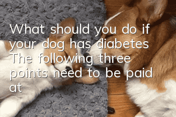 What should you do if your dog has diabetes? The following three points need to be paid attention to: