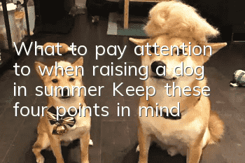 What to pay attention to when raising a dog in summer? Keep these four points in mind