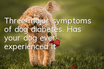Three major symptoms of dog diabetes. Has your dog ever experienced it?