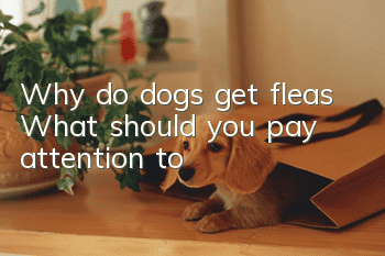 Why do dogs get fleas? What should you pay attention to?
