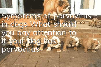 Symptoms of parvovirus in dogs What should you pay attention to if your dog has parvovirus