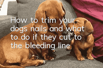 How to trim your dog’s nails and what to do if they cut to the bleeding line
