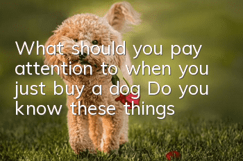 What should you pay attention to when you just buy a dog? Do you know these things?