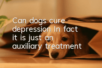 Can dogs cure depression? In fact, it is just an auxiliary treatment