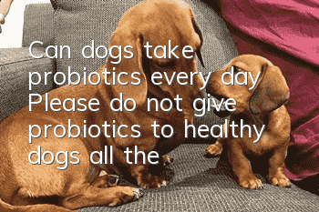 Can dogs take probiotics every day? Please do not give probiotics to healthy dogs all the time.