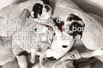 How to train a Schnauzer not to bark and make the dog a good baby