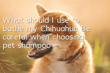 What should I use to bathe my Chihuahua? Be careful when choosing pet shampoo