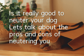 Is it really good to neuter your dog? Let’s talk about the pros and cons of neutering your dog.