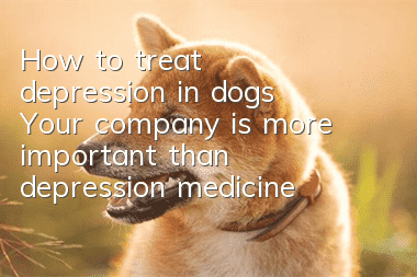 How to treat depression in dogs? Your company is more important than depression medicine