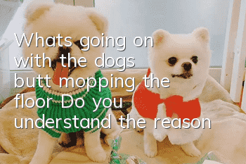 What's going on with the dog's butt mopping the floor? Do you understand the reason?