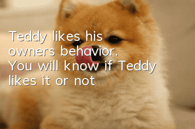 Teddy likes his owner's behavior. You will know if Teddy likes it or not!