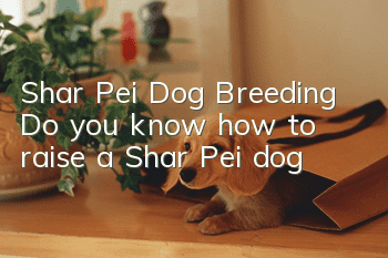 Shar Pei Dog Breeding Do you know how to raise a Shar Pei dog?