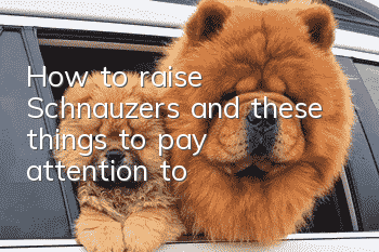 How to raise Schnauzers and these things to pay attention to