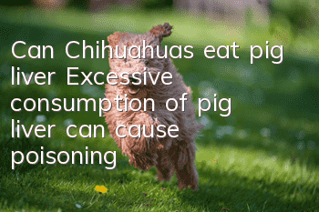 Can Chihuahuas eat pig liver? Excessive consumption of pig liver can cause poisoning