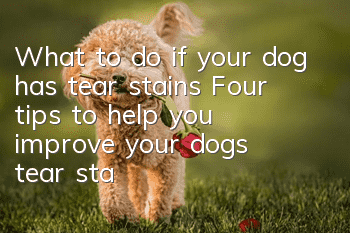 What to do if your dog has tear stains? Four tips to help you improve your dog’s tear stains