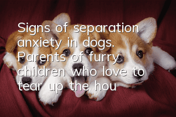 Signs of separation anxiety in dogs. Parents of furry children who love to tear up the house should take a look.