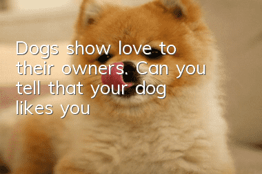 Dogs show love to their owners. Can you tell that your dog likes you?