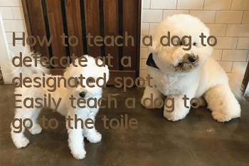 How to teach a dog to defecate at a designated spot. Easily teach a dog to go to the toilet at a designated spot in seven days.