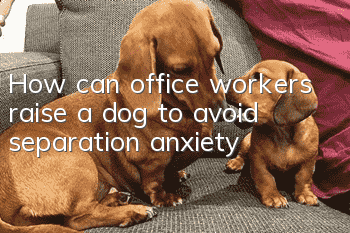 How can office workers raise a dog to avoid separation anxiety?