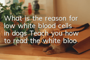 What is the reason for low white blood cells in dogs? Teach you how to read the white blood cell test sheet
