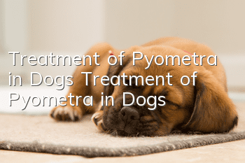 Treatment of Pyometra in Dogs Treatment of Pyometra in Dogs