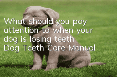 What should you pay attention to when your dog is losing teeth? Dog Teeth Care Manual