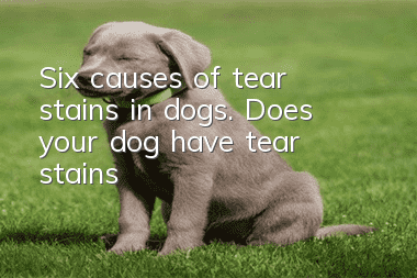 Six causes of tear stains in dogs. Does your dog have tear stains?
