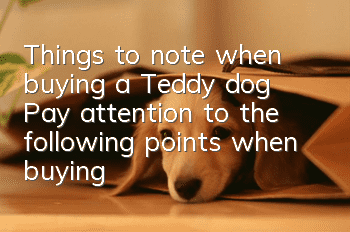 Things to note when buying a Teddy dog: Pay attention to the following points when buying a Teddy dog, don’t give it away for free!