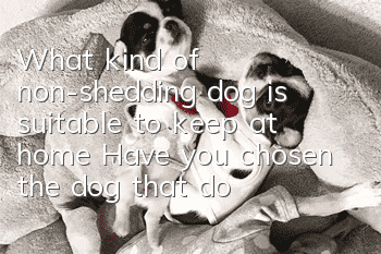 What kind of non-shedding dog is suitable to keep at home? Have you chosen the dog that doesn’t shed?