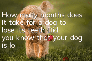 How many months does it take for a dog to lose its teeth? Did you know that your dog is losing teeth?